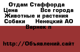 Отдам Стаффорда › Цена ­ 2 000 - Все города Животные и растения » Собаки   . Ненецкий АО,Варнек п.